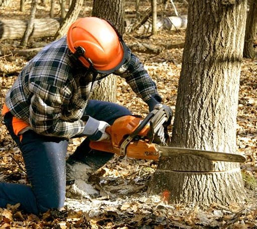 Tree Removal in Pomona, IL